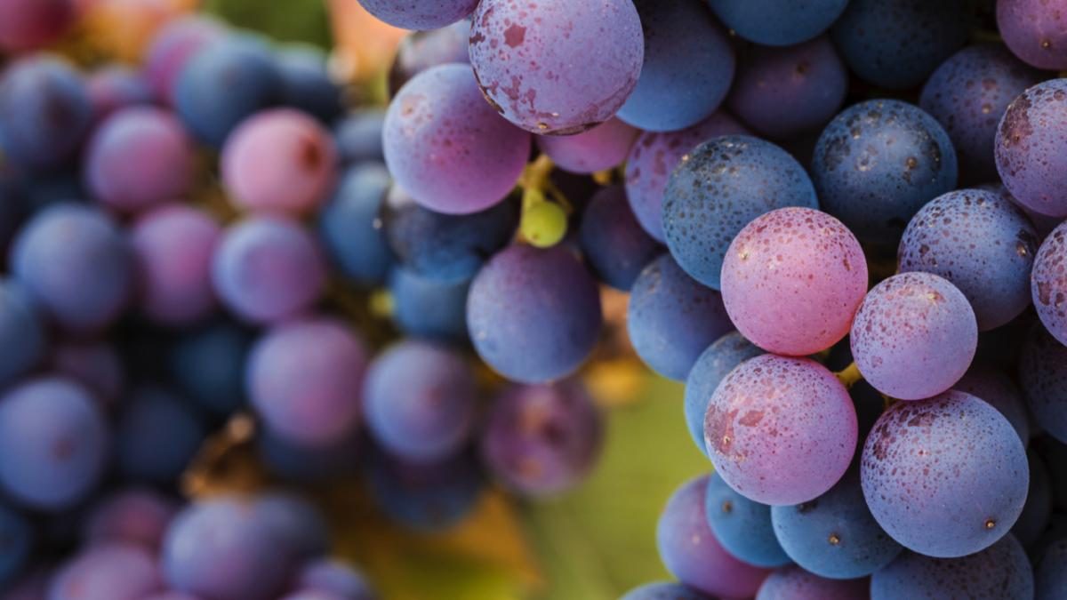 Men Can Eat Grapes for a Range of Health Benefits