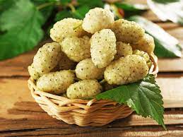 The White Mulberry Health advantages