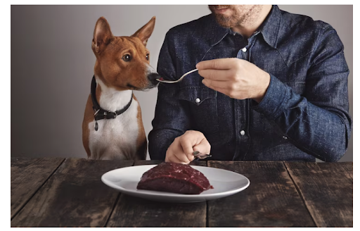 Dog High-Quality Food